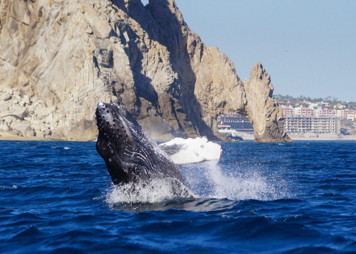 Whale Watching Cabo Private Guide