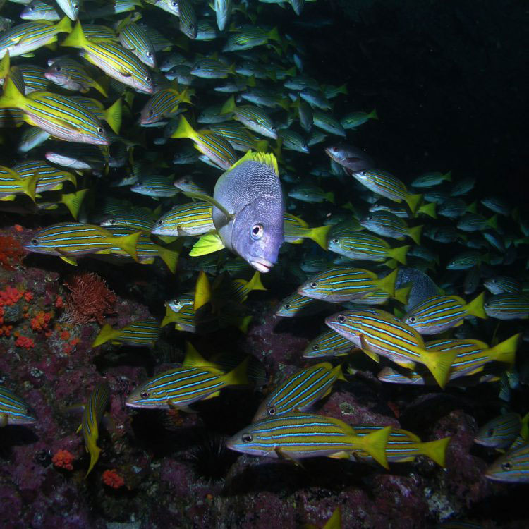 Scuba Diving in Baja California