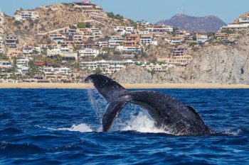 Los Cabos Whale Watching & Snorkel Combo