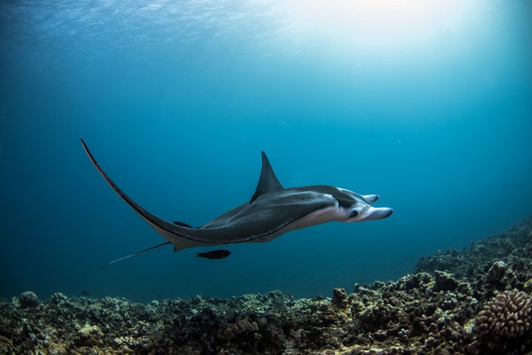 Manta Ray in Cabo