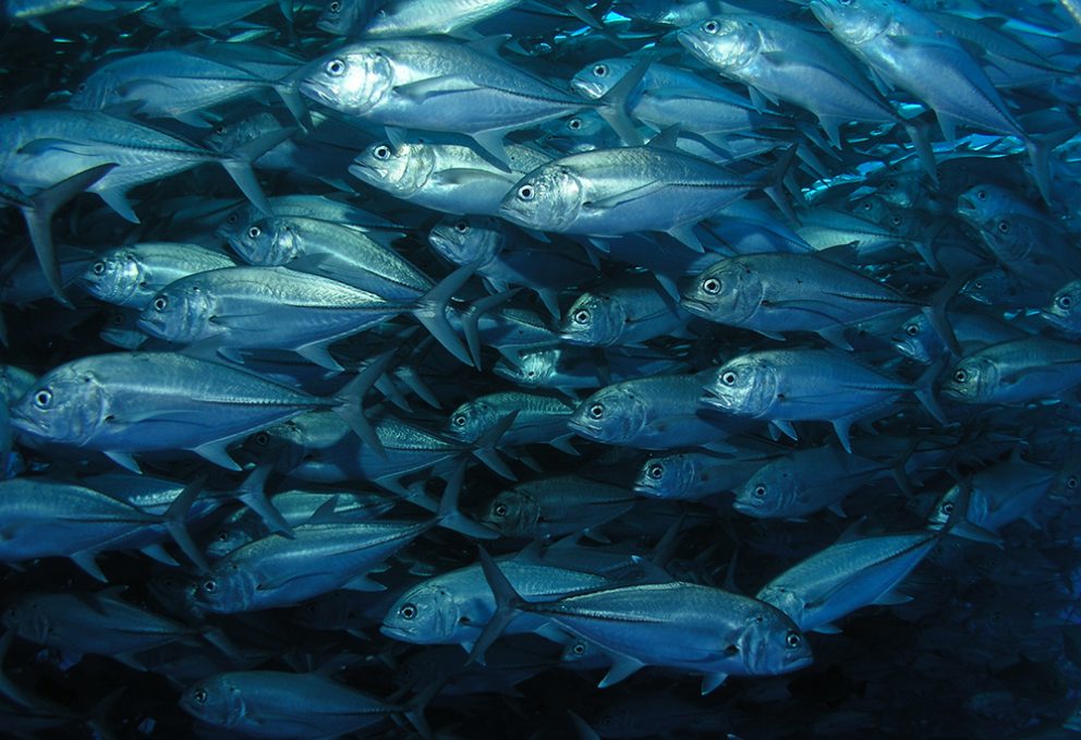 School of Jack fish