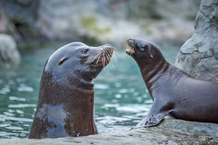 Sea lion and pups