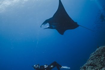 Scuba diving at La Reina, Cerralvo Island.