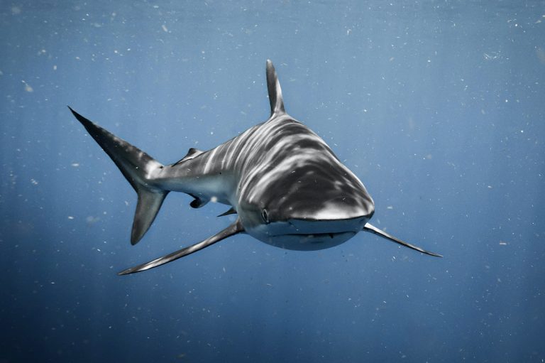 Bull Shark (Carcharhinus Leucas)