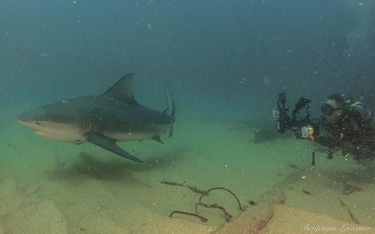 cabo pulmo bullshark