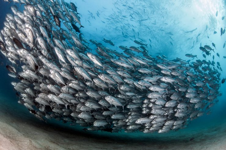 Bigeye jacks cabo pulmo mexico