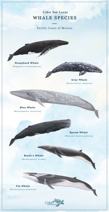 The Whale Species of Cabo San Lucas | Cabo Private Guide