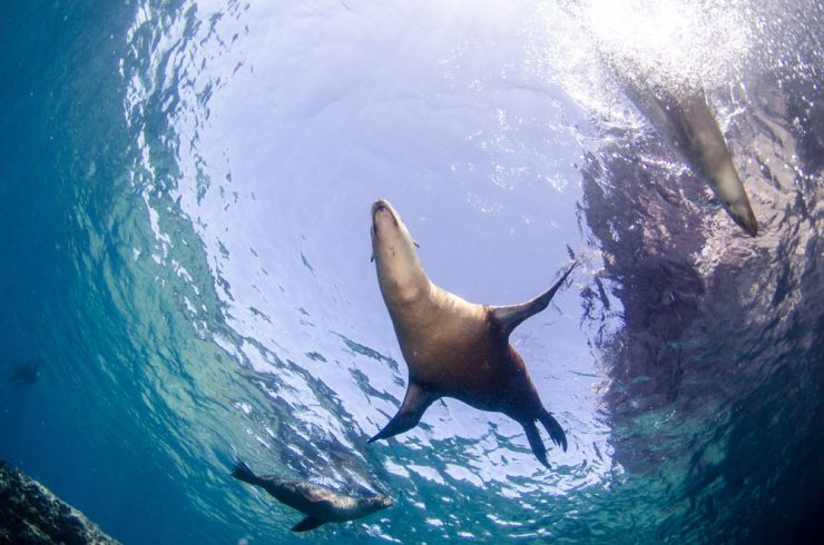 california sea lion cabo san lucas