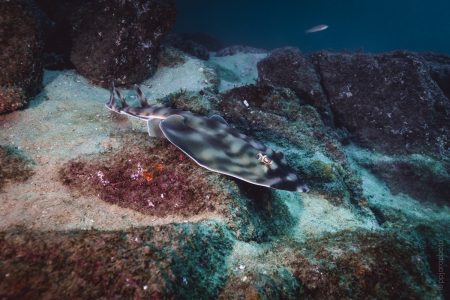 copy of guitarraycoldwaterhere copy of guitarraycoldwaterhere