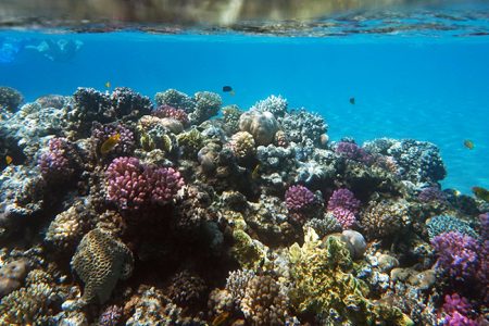 Coral reef in Read Sea