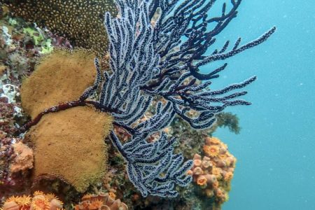 Coral reef at Pelican Rock