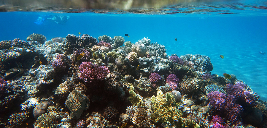 Coral reef in Read Sea