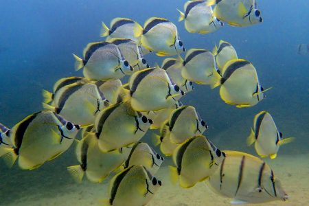 Diving in Los Cabos