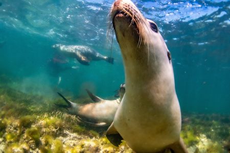 diving with sea lion la paz