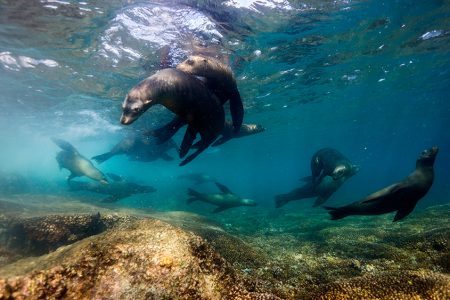 Scuba diving with Sea Lion in La Paz