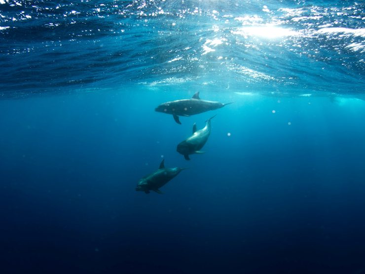dolphins swimming in baja california