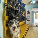 Equipment room with dog mascot - Cabo Private Guide