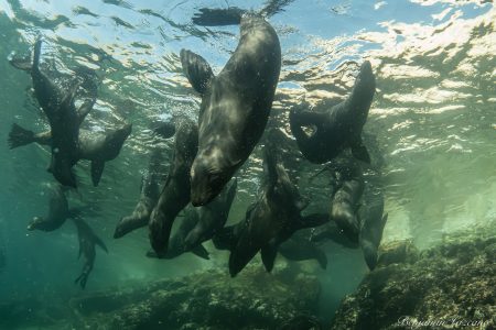 espiritu santo island sea lions colony