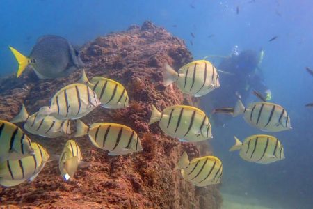 Scuba diving fishes