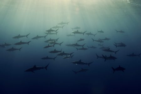 Hammerhead Shark at Gordo Banks