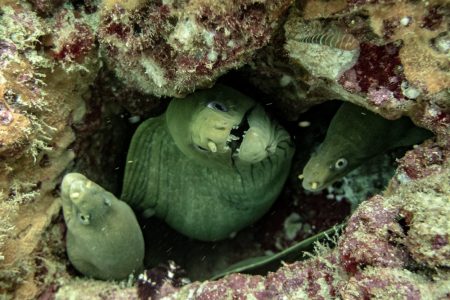 Green moray eel