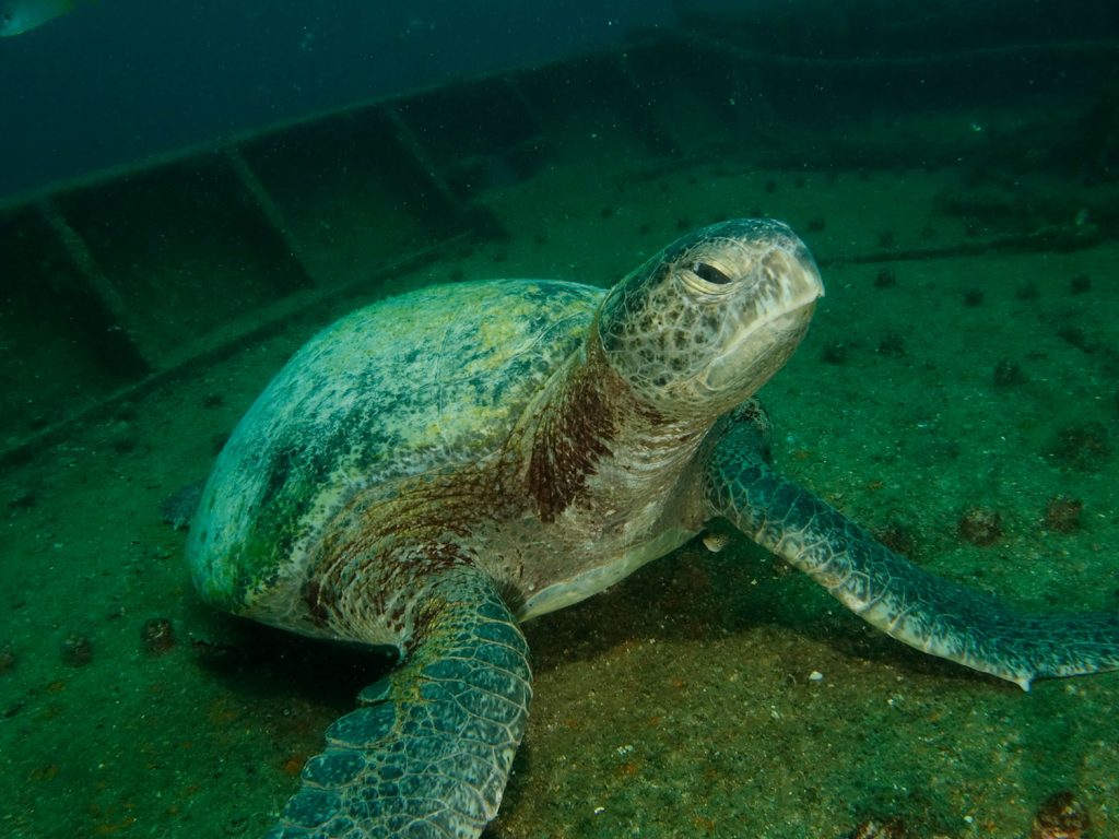 green turtle fang ming wreck in la paz mexico