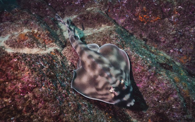guitar ray in cabo san lucas