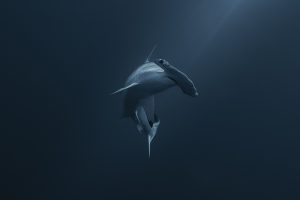 Photo by xabi©nomadoftheblue - hammerhead shark at Gordo Banks