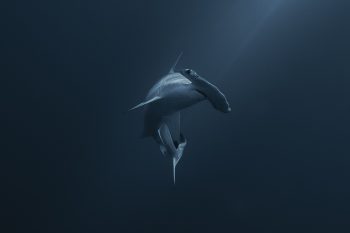 Gordo Banks Diving Tour