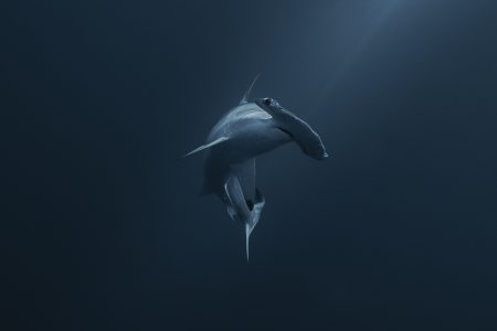 Gordo Banks Diving Tour