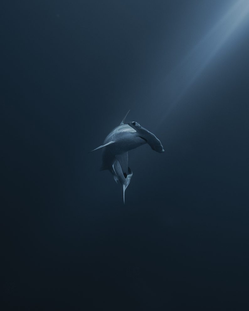 Photo by xabi©nomadoftheblue - hammerhead shark at Gordo Banks