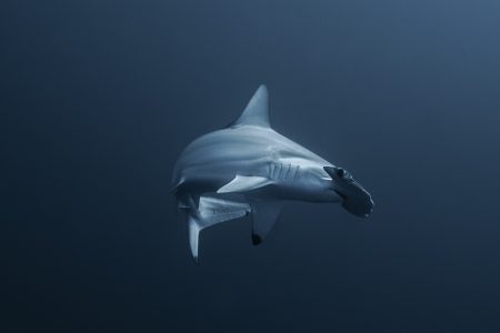 Photo by xabi©nomadoftheblue - hammerhead shark at Gordo Banks