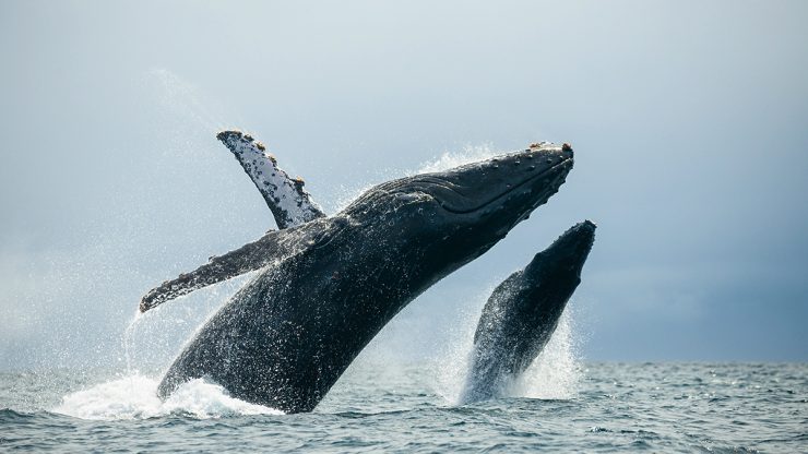 Humpback wale breaching in Cabo San Lucas