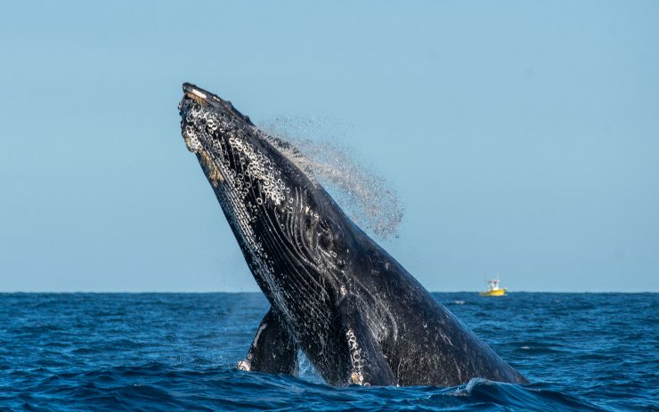 humpback whale breaching out of water