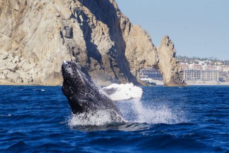 Cabo San Lucas whale watching tours