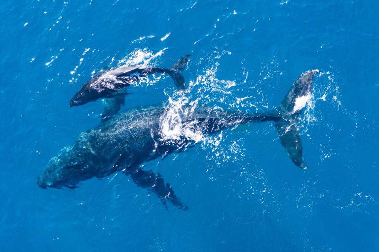 Humpback whale from above - Drone view