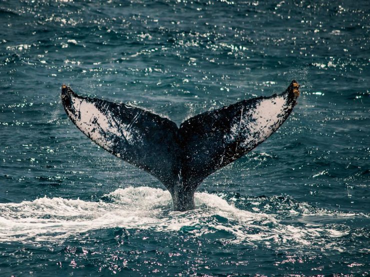 humpback whale fluke cabo san lucas