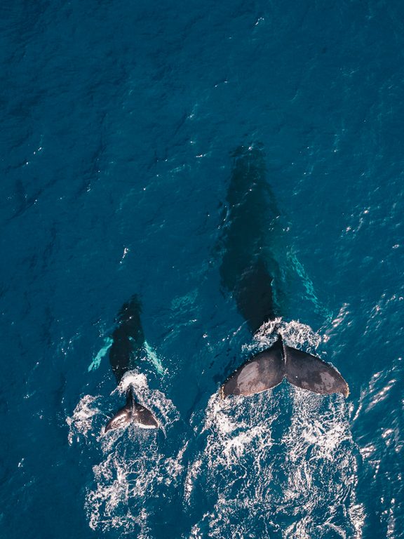 Humpback whale in Cabo San Lucas