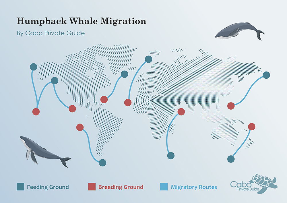 The Humpback Whales Of Cabo San Lucas Cabo Private Guide