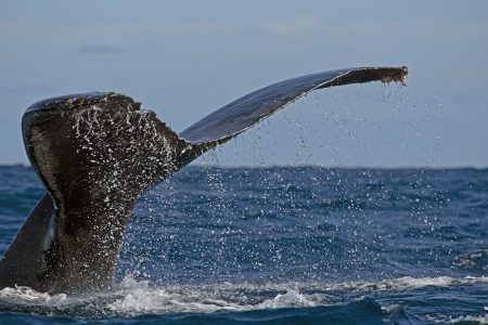 humpback whale tail