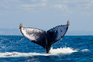 humpback whale tail in Cabo San Lucas