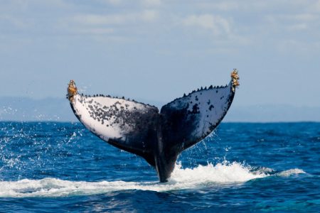 Whale Species of Baja California : Watching the Whale Migration from Cabo San Lucas