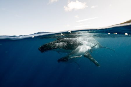 Whale & Dive Combo Tour in Cabo San Lucas