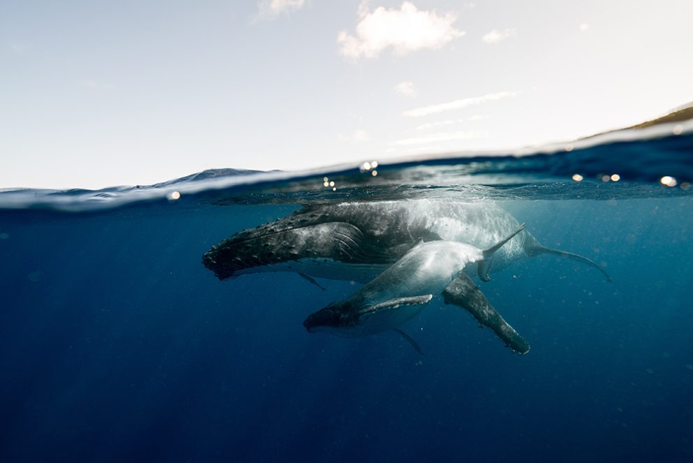 Humpback whale at Gordo Banks