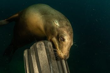 La Paz Scuba Diving Day Trip