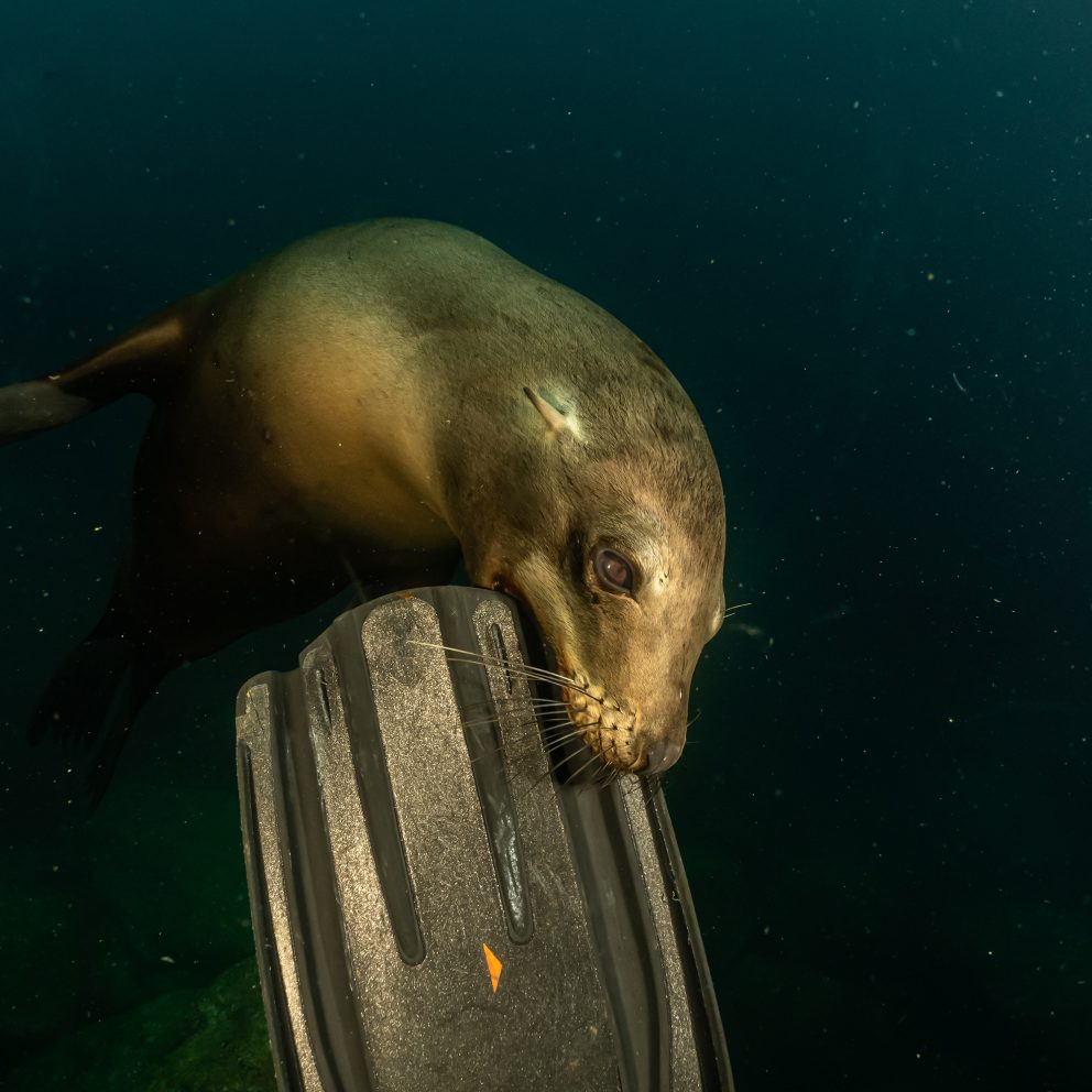 La Paz scuba diving with Sea lions