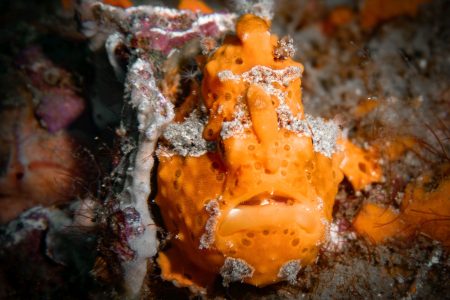 macro underwater photography frogfish cabo san lucas