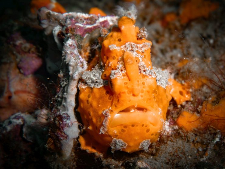 macro underwater photography frogfish cabo san lucas