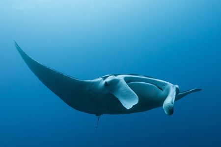 Manta Ray swimming in Jaques Cousteau Island)