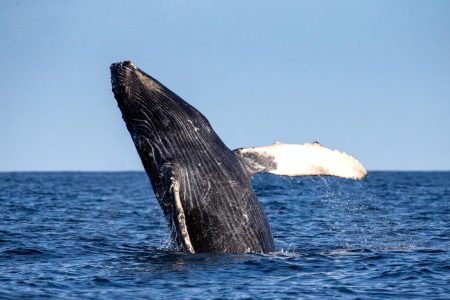 Megaptera Novaeangliae breaching out of water